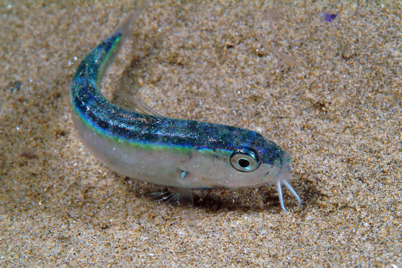 Pesciolino da determinare. Giovane Mullidae